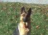 Kimba, a pretty GSD lost on Dec 14th in TN