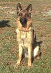 Kimba - Ashland City, TN