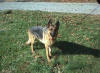 Please help us find Kimba - lost in Ashland City, TN