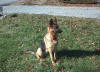 Kimba - Lost GSD in Ashland City, TN