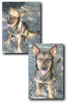 "Josie," a sweet girl in Calvert County, MD hoping for her forever home