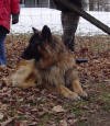 "Rusty" looking for his forever home (Pennsylvania)