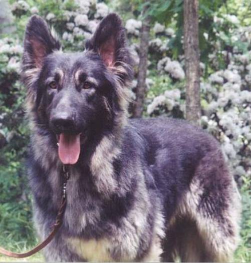 Please help find Rumble!   www.globalspan.net/lost.htm