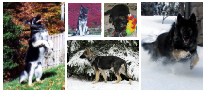 Our Shiloh Shepherds: Ranger, Misty, & Timber