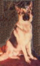 Ensomhed's Luke von Shiloh ("Luke")