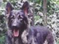 Please click to help find Ranger's lost brother, "Rumble"