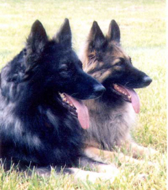Shep and Trinka - - an amazing pair!