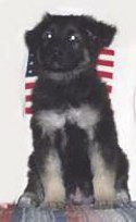 Gunner