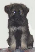 Shiloh