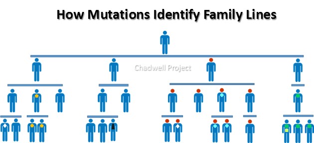 Chadwell Distinguishing Lineage Markers