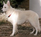 Capp's Alabama Ghost Of Winter ("Bama")