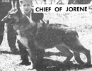 Chief of Jorene