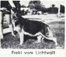 Freki Vom Lichtwalt