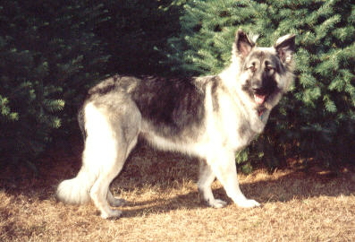 Raid the Wind's Virginia Hope ("Gini")