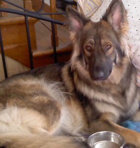 Gypsy at 18 months