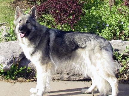 Madison Silver Streak ("Madison")