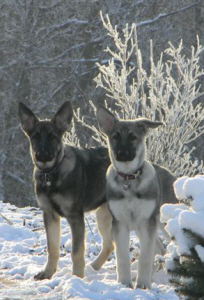 London's Rae-Lynn Of CJ ("Rae") & London's Bella Of CJ ("Bella")