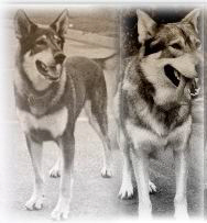 London ("The Littlest Hobo") a GSD at left. Samson-Woo at right.