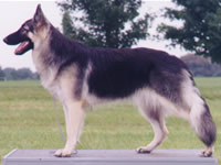 CJ's Azucar Y Diablure De Lobo, CH, CGC, ROM ("Sugar")