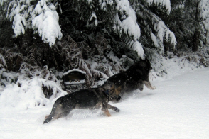 Timber chasing Misty, January 2012