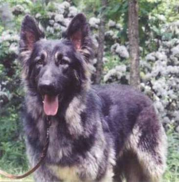 Raid the Wind Ready to Rumble ("Rumble")